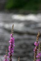 Bifogad bild: fackelblomster.jpg